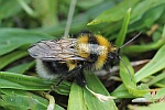 Gartenhummel (Bombus hortorum)