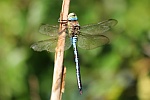 Gro�e K�nigslibelle (Anax imperator)