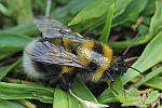 Gartenhummel (Bombus hortorum)