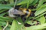 Gartenhummel (Bombus hortorum)