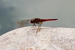 Feuerlibelle (Crocothemis erythraea)