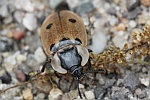 Vierpunktiger Aaskfer (Dendroxena quadrimaculata)