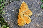 Schlehenspanner (Angerona prunaria)