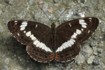 Kleiner Eisvogel (Limenitis camilla)