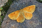 Schlehenspanner (Angerona prunaria)