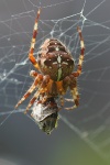 Gartenkreuzspinne (Araneus diadematus)