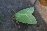 Buchen-Kahneule (Pseudoips prasinana)