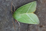 Buchen-Kahneule (Pseudoips prasinana)