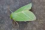 Buchen-Kahneule (Pseudoips prasinana)