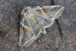 Achat-Eulenspinner (Habrosyne pyritoides)