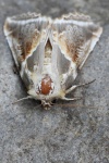 Achat-Eulenspinner (Habrosyne pyritoides)