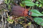 Rotbrauner Laubk�fer (Serica brunnea)