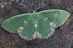 Pustelspanner (Comibaena bajularia)