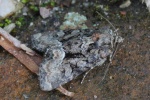 Buntes Halmeulchen (Oligia versicolor)
