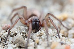 Plattbauchspinne (Drassodes sp)