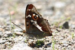 Gro�er Schillerfalter (Apatura iris)