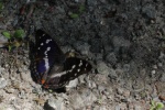 Gro�er Schillerfalter (Apatura iris)