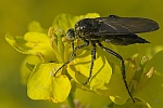 Tanzfliege (Familie empididae)