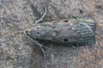 Hummelnestmotte (Aphomia sociella)