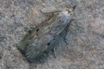Hummelnestmotte (Aphomia sociella)
