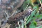 Hummelnestmotte (Aphomia sociella)