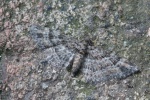 Rotgeb�nderter Bl�tenspanner (Gymnoscelis rufifasciata)