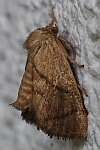 Gro�e Schneckenspinner (Apoda limacodes)