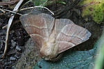 Ringelspinner (Malacosoma neustria)
