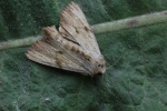 Wei�gelbliche Grasb�scheleule (Apamea lithoxylaea)
