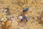 Schwarze Wasserspringer (Podura aquatica)