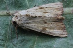 Wei�gelbliche Grasb�scheleule (Apamea lithoxylaea)