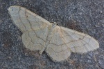 Dunkelbindiger Doppellinien-Zwergspanner (Idaea aversata)