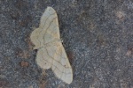 Dunkelbindiger Doppellinien-Zwergspanner (Idaea aversata)