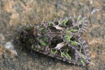 Meldeneule (Trachea atriplicis)