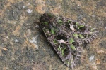 Meldeneule (Trachea atriplicis)
