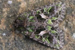 Meldeneule (Trachea atriplicis)