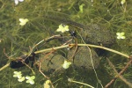 Kleiner Wasserfrosch (Rana lessonae)