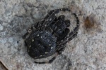 Spaltenkreuzspinne (Nuctenea umbratica)