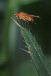 Obstfliege (Drosophila melanogaster)