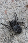 Spaltenkreuzspinne (Nuctenea umbratica)
