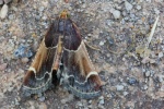 Mehlz�nsler (Pyralis farinalis)