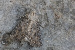 Meldenflureule (Anarta trifolii)