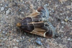 Mehlz�nsler (Pyralis farinalis)