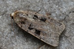 Triangel-Bodeneule (Xestia triangulum)