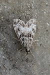 Kleiner Grauz�nsler (Eudonia mercurella)
