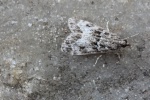 Kleiner Grauz�nsler (Eudonia mercurella)