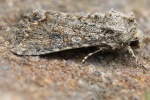 Meldenflureule (Anarta trifolii)