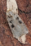 Triangel-Bodeneule (Xestia triangulum)