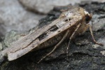 Triangel-Bodeneule (Xestia triangulum)