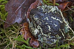 Knoblauchkrte (Pelobates fuscus)